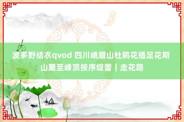 波多野结衣qvod 四川峨眉山杜鹃花插足花期 山麓至峰顶按序绽蕾｜走花路